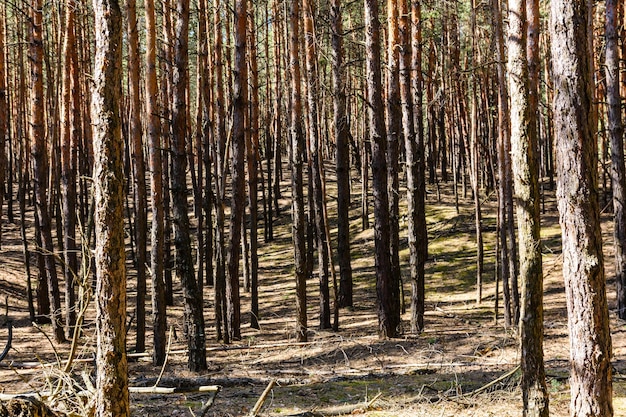 Rangées de grands pins dans une forêt au printemps