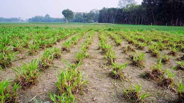 Des rangées d'herbe ont été plantées dans des champs agricoles Rangées de cultures à faible angle