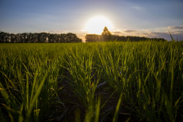 Rangées de jeune orge sur un fond de coucher de soleil