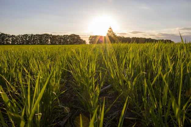 Rangées de jeune orge sur un fond de coucher de soleil