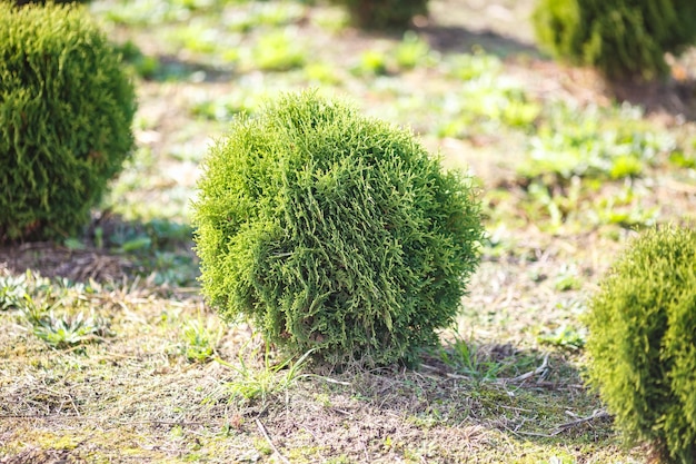 Rangées de jeunes conifères en serre avec beaucoup de plantes en plantation