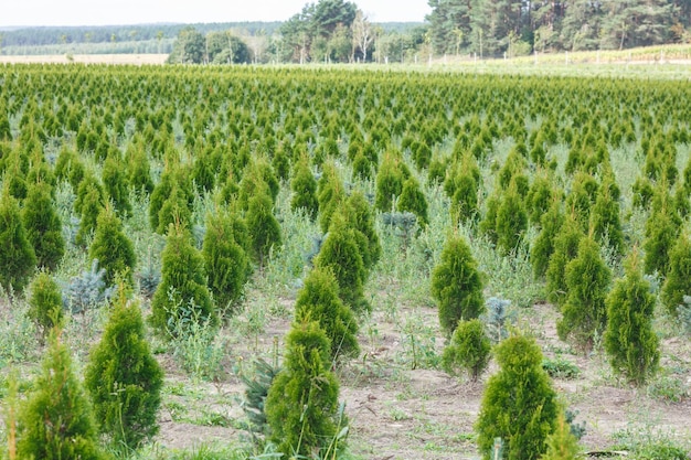 Rangées de jeunes conifères en serre avec beaucoup de plantes en plantation