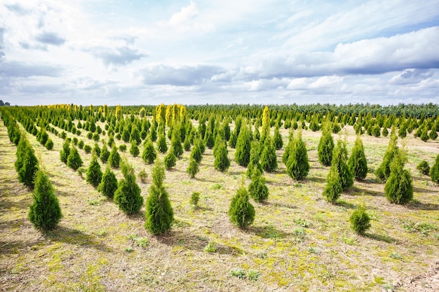 Rangées de jeunes conifères en serre avec beaucoup de plantes en plantation