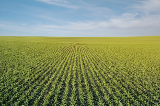 Rangées de jeunes cultures d'hiver céréalières saines dans les champs agricoles