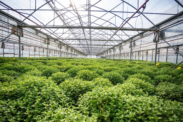 Rangées de jeunes fleurs en serre avec beaucoup de plantes d'intérieur en plantation