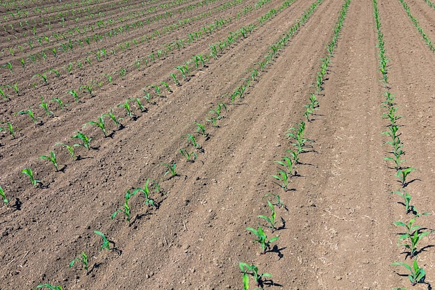 Rangées de jeunes plants de maïs vert. Semis de maïs sur le terrain.