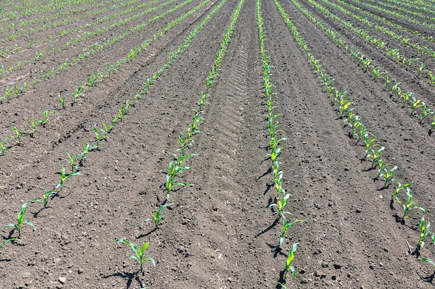 Rangées de jeunes plants de maïs vert. Semis de maïs sur le terrain.