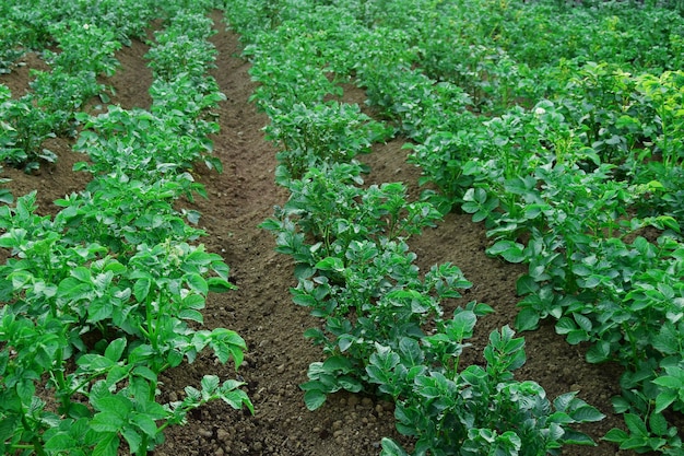 Rangées de jeunes plants de pommes de terre dans le domaine