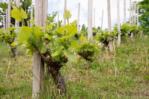 Rangées de jeunes vignes dans le vignoble