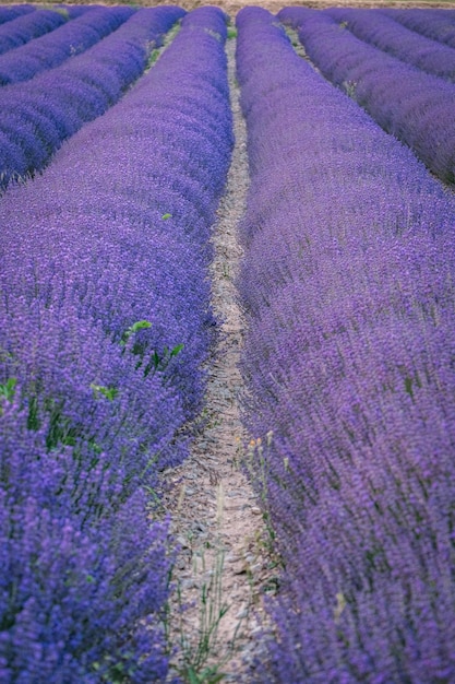 Rangées de lavande violette dans un champ près de Chatillon en Diois dans le sud de la France Provence