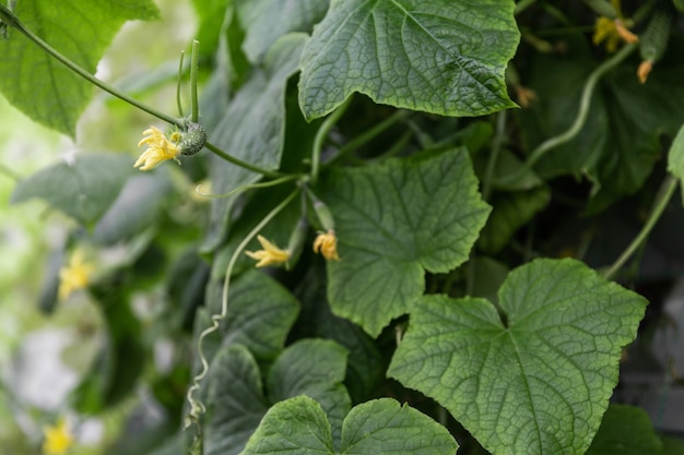 Rangées de légumes en agriculture verticale biologique