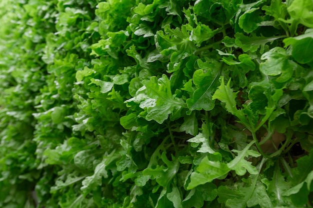 Rangées de légumes en agriculture verticale biologique