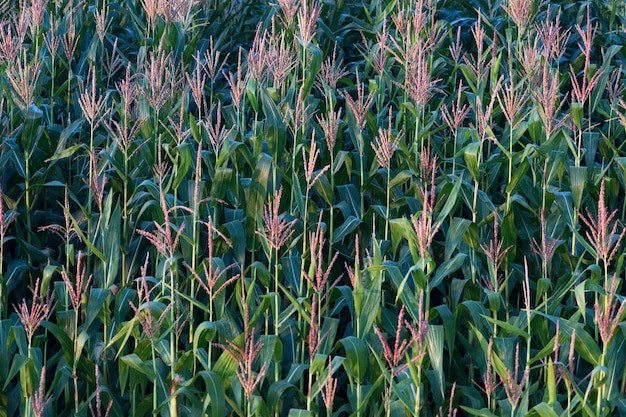 Rangées de maïs sur un champ agricole. matin au village