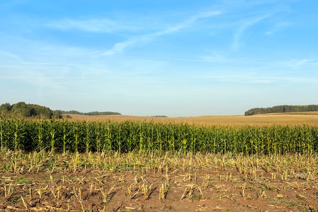 Rangées de maïs vert