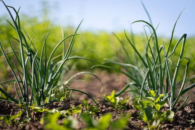 Rangées d'oignons verts poussant dans le jardin