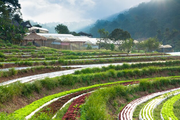 Rangées de plantation de laitue fraîche et de légumes de l'agriculture familière et à effet de serre à la campagne en Thaïlande