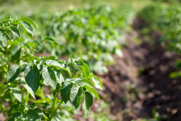 Rangées de pommes de terre dans le jardin potager. Préparation pour la récolte. plants de pommes de terre en rangées dans une ferme