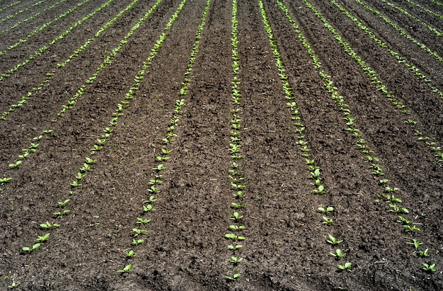 Rangées de pousses de feuilles de betterave à sucre dans le domaine