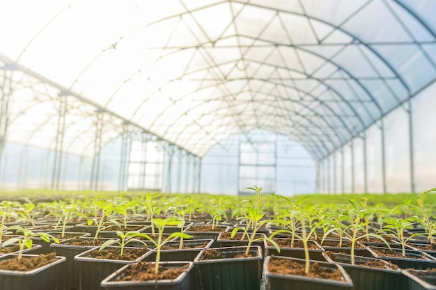 Rangées de semis en pot en serre