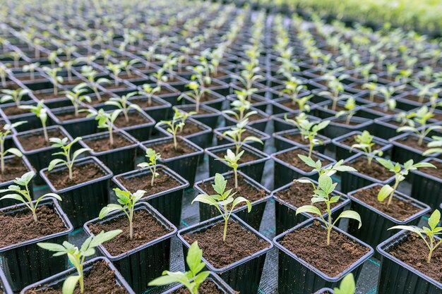 Rangées de semis en pot en serre