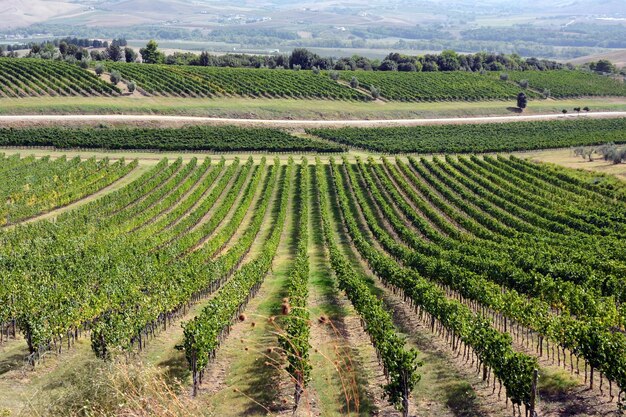 Des rangées symétriques de vignes en perspective sur une plantation Agriculture et vinification