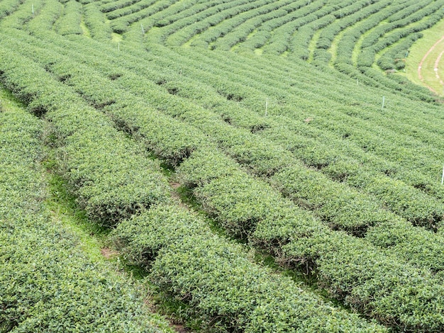 Rangées de thé bio sur la colline.