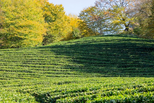 Rangées de thé en croissance sur une plantation de thé mise au point sélective