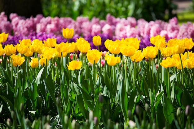 Rangées de tulipes jaunes