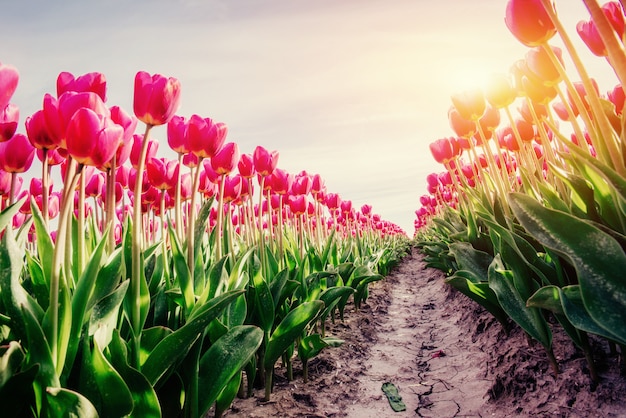 Rangées de tulipes roses en Hollande.