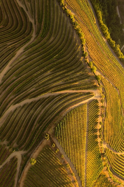 Rangées de vignes dans le champ