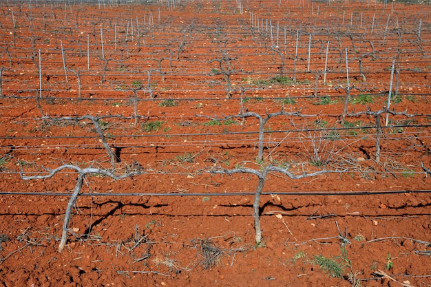 Rangées de vignes dans un vignoble