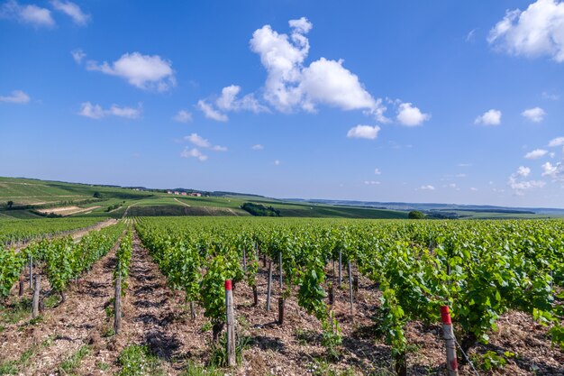 Rangées De Vignes Sur Une Journée Ensoleillée