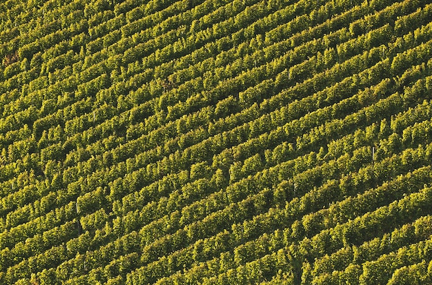 Les rangées de vignes Les vignes du paysage d'automne Autriche Sud de la Styrie