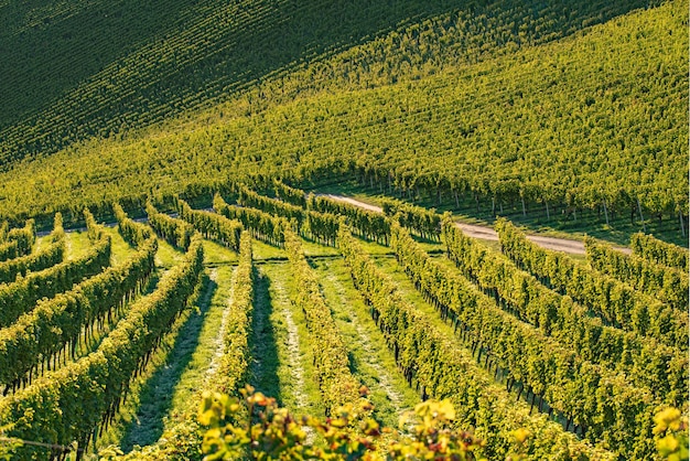 Les rangées de vignes Les vignes du paysage d'automne Autriche Sud de la Styrie