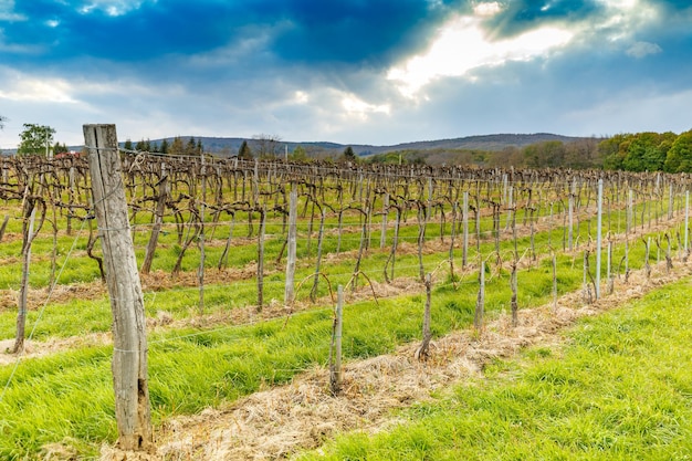 rangées de vignes