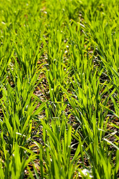 Rangs de germes de blé vert récemment cultivé. faible profondeur de netteté