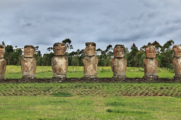 Photo rapa nui. la statue moai à ahu akivi sur l'île de pâques, chili