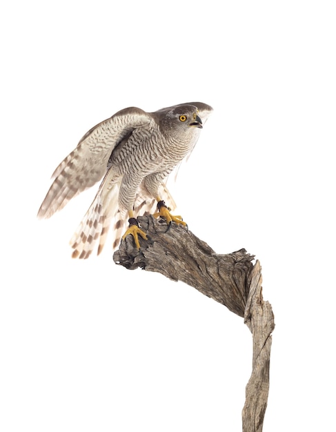 Rapaces Jeune autour des palombes Accipiter gentilis Paysage animalier