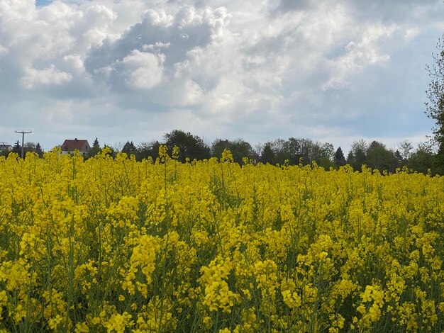 Rapsfeld dans le radebeul