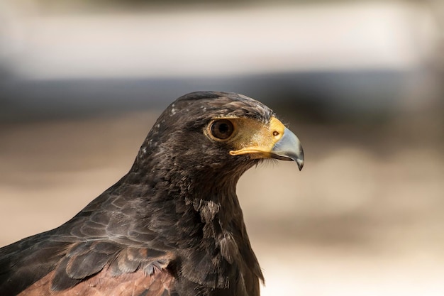 Raptor, souricière American Eagle