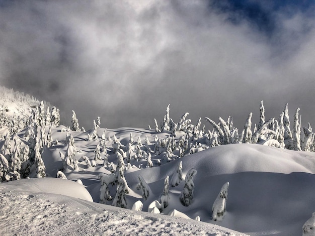 Photo les raquettes à la montagne seymour au nord de vancouver, au canada.