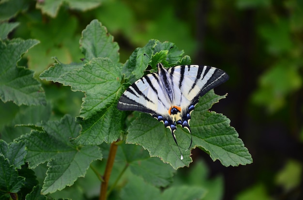 Rare machaon Iphiclides podalirius rare papillon européen est assis sur les buissons de framboises en fleurs