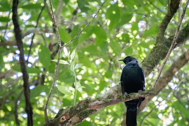 Rare oiseau tui indigène assis sur une branche dans la forêt verte de la Nouvelle-Zélande