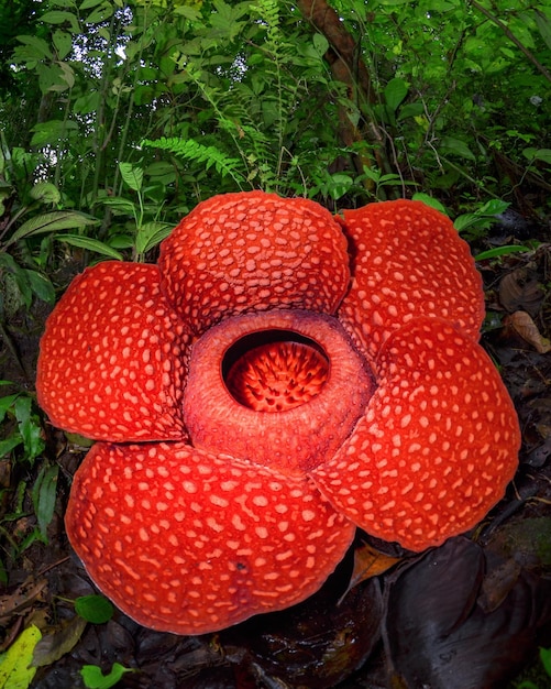 Rare Rafflesia Arnoldii en gros plan et en détail