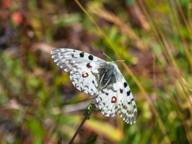 Rare sous-espèce de papillon Apollo mâle Parnassius nomion papillon sur une pelouse verte papillon rare de l'Altaï Sibérie Russie