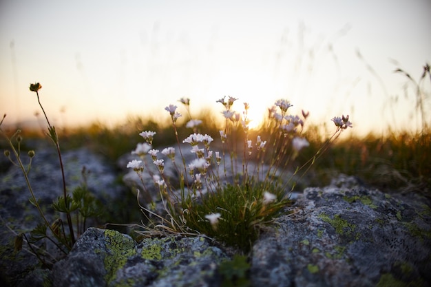 Rares fleurs et plantes de montagne poussant sur le versant du Caucase