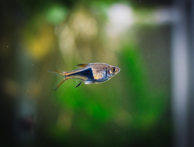 Rasbora heteromorpha dans mon aquarium