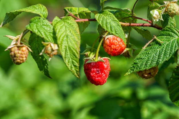 Raspberry sur un buisson dans le jardin d'une maison de campagne à la campagne