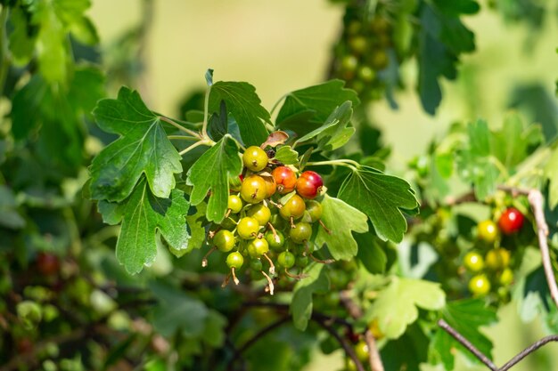 Rassemblez les groseilles sur les branches des buissons dans le jardin.
