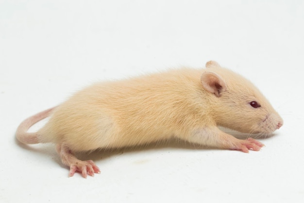 Rat albinos mignon isolé sur fond blanc